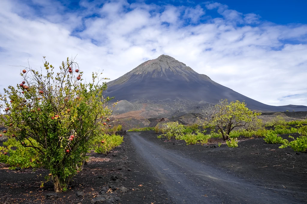 Vignes à Chã das Caldeiras avec le volcan Pico do Fogo en arrière-plan, Cap-Vert