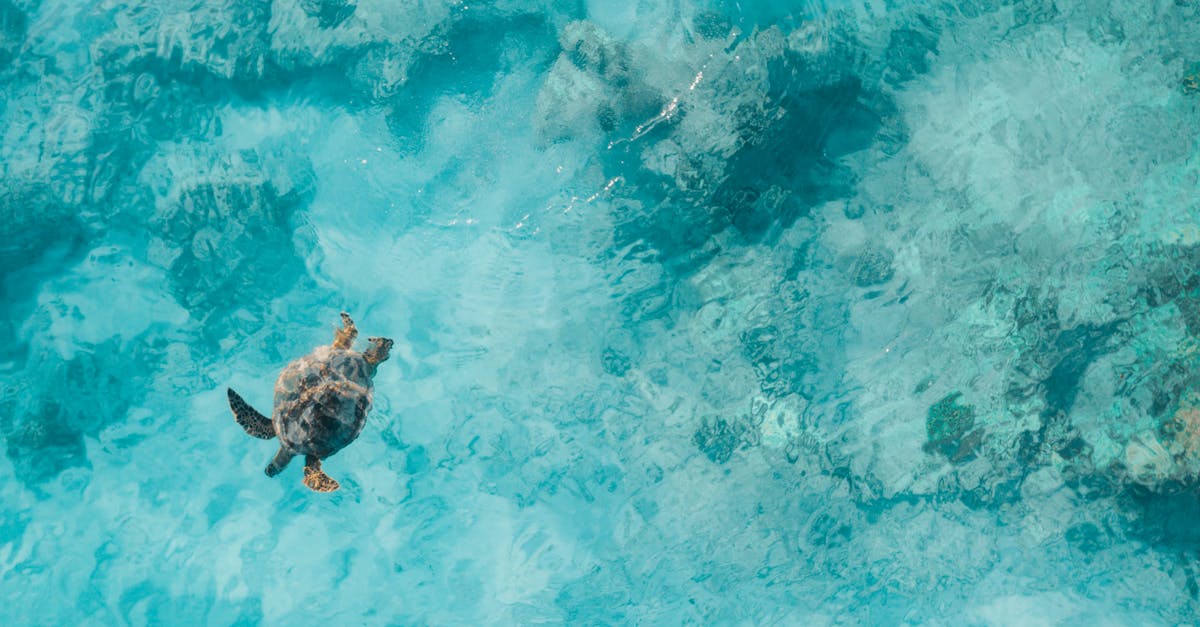 découvrez le tourisme durable : une approche éthique pour explorer le monde tout en préservant l'environnement et en respectant les cultures locales. engagez-vous dans des voyages responsables et contribuez à un avenir meilleur.